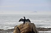 Cape Cormorant (Phalacrocorax capensis) on St ; Cape Cormorant (Phalacrocorax capensis) on St. James beach near Muizenberg, Falsebay, Somerset West, South Africa, Africa