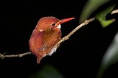 Madagascar Pygmy Kingfisher on a branch Madagascar ; Always on the move during the day, they are more easily photographed at night when sleeping. Surprisingly, they don't seem to hide much and would make an easy target for the numerous owls present.
