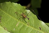 Arachnide sur une feuille en forêt Madagascar