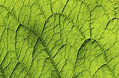 Leaf veins close-up France