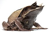 Borneon Horned Frog in studio on white background ; Species from Malaysia