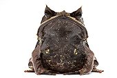 Borneon Horned Frog in studio on white background ; Species from Malaysia