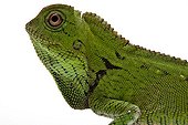 Doria's Anglehead Lizard in studio on white background ; Species native to Malaysia