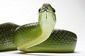 Red-tailde green Ratsnake in studio on white background ; Species native to Southeast Asia