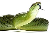 Red-tailde green Ratsnake in studio on white background ; Species native to Southeast Asia