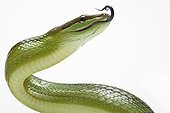 Red-tailde green Ratsnake in studio on white background ; Species native to Southeast Asia