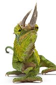 Jackson's Chameleon in studio on white background ; Species native to Tanzania