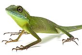 Green Crested Lizard in studio on white background ; Species native to Borneo and Malaysia
