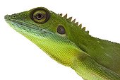 Green Crested Lizard in studio on white background ; Species native to Borneo and Malaysia