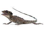 Great Anglehead Lizard in studio on white background ; Species from Peninsular Malaysia