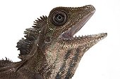 Great Anglehead Lizard in studio on white background ; Species from Peninsular Malaysia