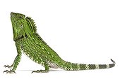 Doria's Anglehead Lizard in studio on white background ; Species from Malaysia