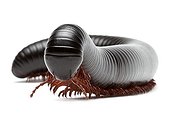 Giant African Millipede in studio on white background ; Species native to East Africa and Southern