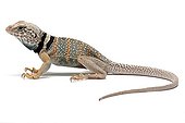 Black-collared Lizard in studio on white background