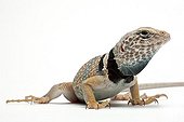 Black-collared Lizard in studio on white background