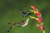 Green-Crowned Woodnymph (Thalurania fannyi), Booted Racket-tail (Ocreatus underwoodii), Andean Emerald (Amazilia franciae), adults feeding on ginger flower, Mindo, Ecuador, Andes, South America