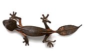Satanic leaf-tailed gecko in studio on white background ; Species from Madagascar