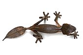 Satanic leaf-tailed gecko in studio on white background ; Species from Madagascar