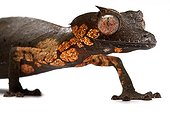 Satanic leaf-tailed gecko in studio on white background ; Species native to Madagascar