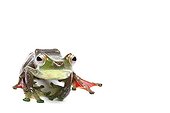 Malayan Flying Frog in studio on white background ; Species native to Malaysia