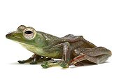 Malayan Flying Frog in studio on white background ; Species native to Malaysia
