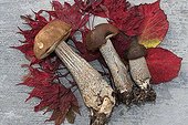 Nature morte d'automne aux champignons Bretagne France