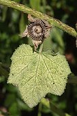 Fruit and leaf of Hollyhock in the Cotes d'Armor France
