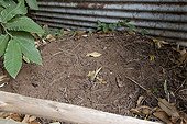 Dry-pit compost in an organic garden ; from 1 year