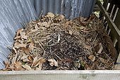 Dry-pit and leaves compost in an organic garden ; mix of dry leaves and straw between two layers of 1 year dry-pit compost