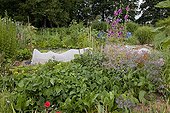 Organic flowered kitchen garden