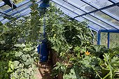Culture of vegetables in a greenhouse in an organic garden