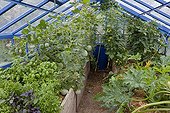 Culture of vegetables in a greenhouse in an organic garden