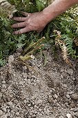 Mulching of fern leaves on potatoes in an organic garden ; The Potatoes foliage with mildew had been cut