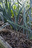 Mulching of leaves and straw on leeks in an organic garden