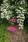 Chair under a mockorange in bloom in a garden