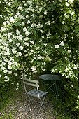 Chair and table under a mockorange in bloom in a garden