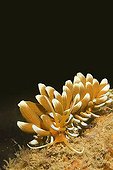 Aeolid nudibranchs (Phyllodesmium kabiranum)