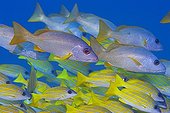 One spot snapper (Lutjanus monostigma)