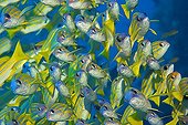 Bluelined snappers (Lutjanus Kasmira), Maldives