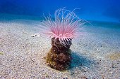 Tube anemone (Cerianthus filiformis).