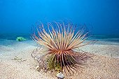 Tube anemone (Cerianthus filiformis)