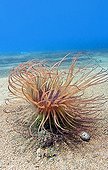 Tube anemone (Cerianthus filiformis).