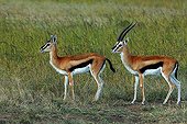 Springbok Antelopes (Antidorcas marsupialis), Masai Mara, Kenya, Africa