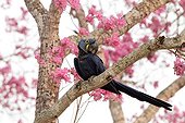 Hyacinth Macaw perched in a pink Ipe Pantanal