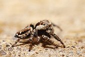 Jumping Spider (Evarcha falcata, Salticidae), female, Bavaria, Germany, Europe