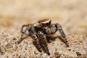 Jumping Spider (Evarcha falcata, Salticidae), female, Bavaria, Germany, Europe