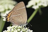 White-letter Hairstreak Butterfly (Satyrium w-album)