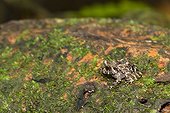 Amphibian in the PN Corcovado in Costa Rica