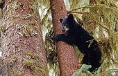 Young American Black Bear (Ursus americanus), cub, on a tree, Tongass National Forest, southeast Alaska, USA
