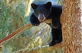 Young American Black Bear (Ursus americanus), cub, on a tree, Tongass National Forest, southeast Alaska, USA